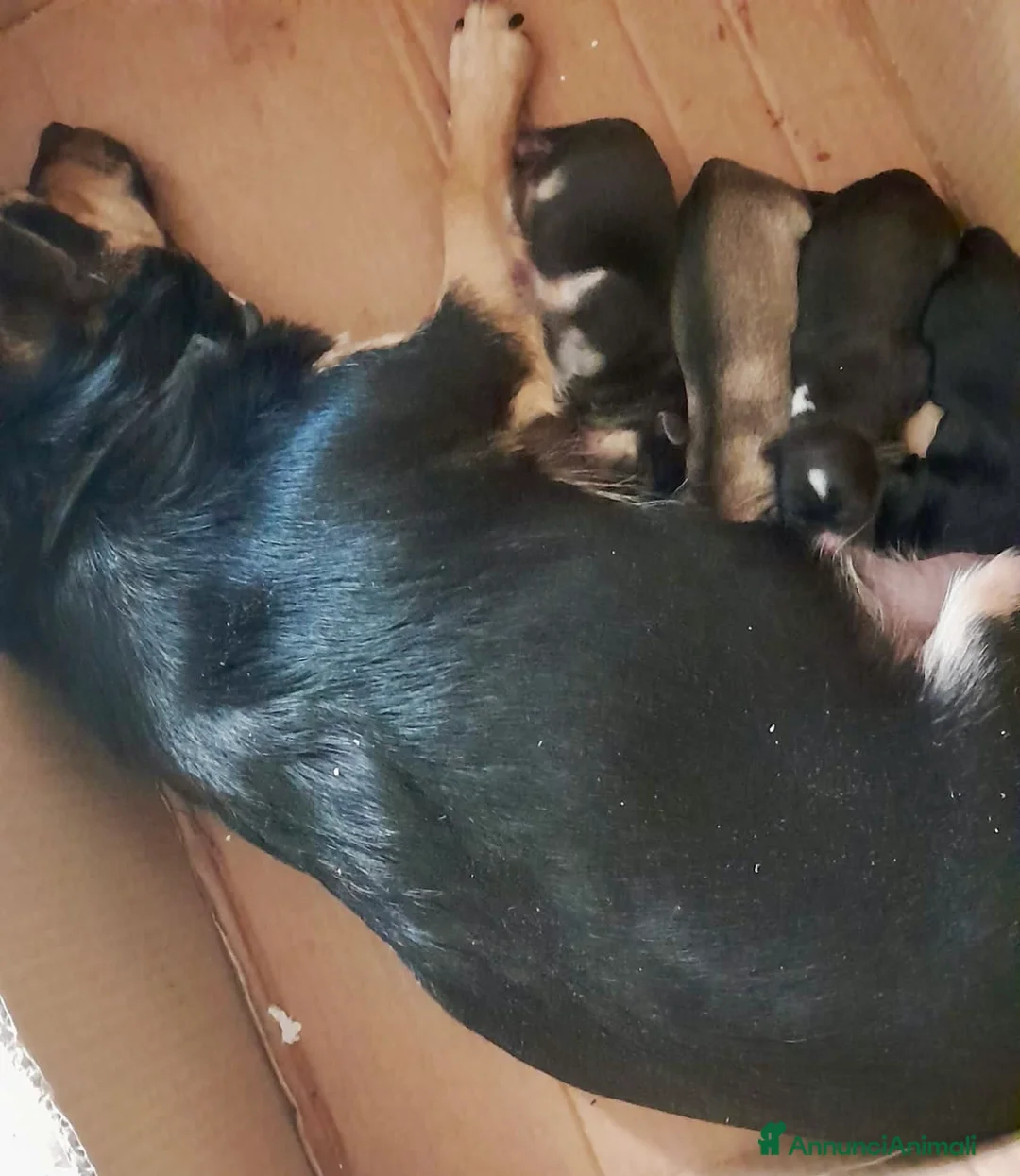 Meticcio cani in regalo: Cucciolo taglia piccola 3 mesi - Annuncio 2
