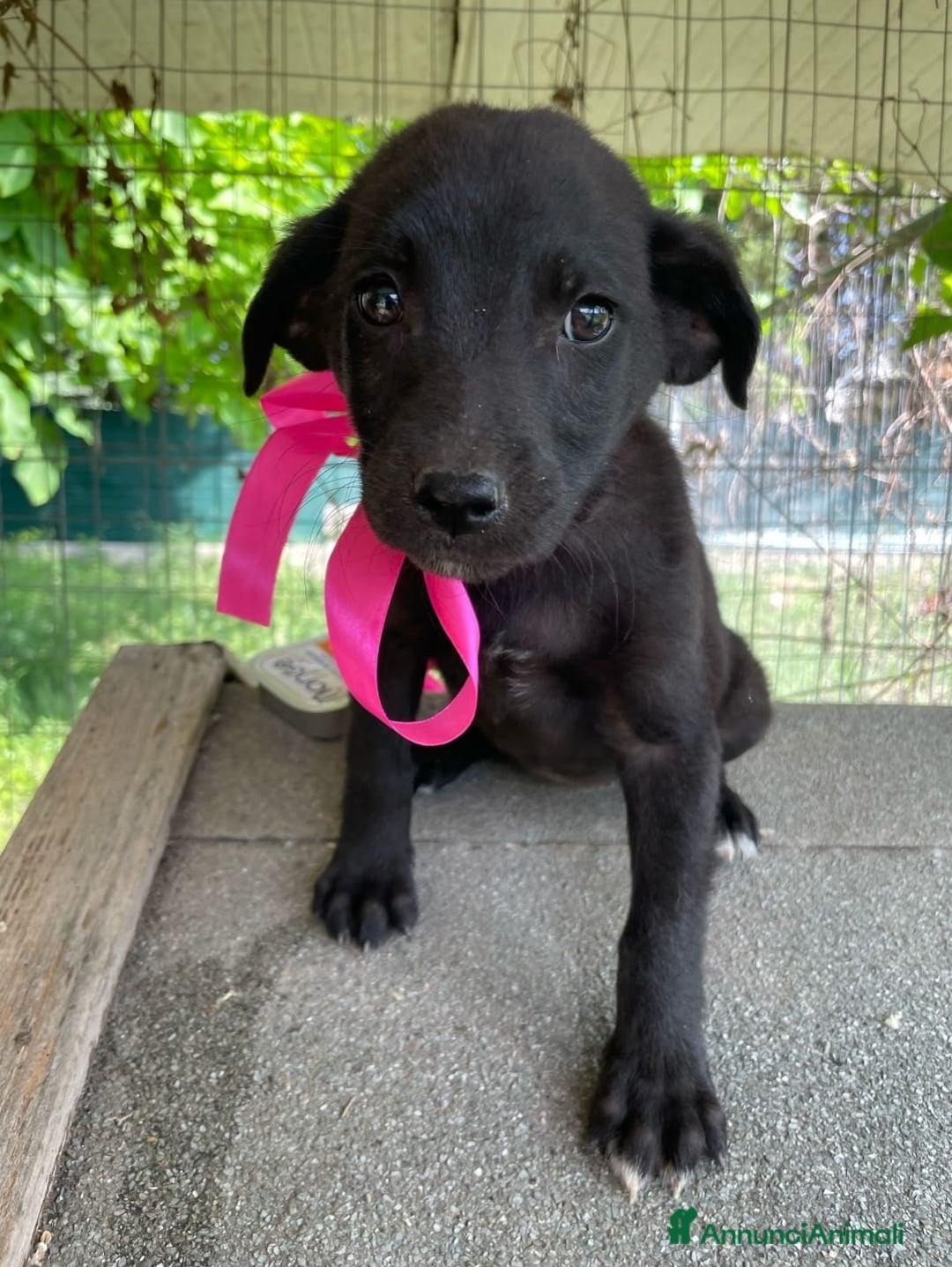 Altre razze cani in regalo: Ariel, splendida cucciola cerca adozione  a Città metropolitana di Roma Capitale - Annuncio 1