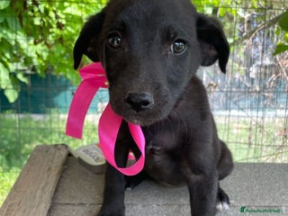 Altre razze cani Ariel, splendida cucciola cerca adozione a Città metropolitana di Roma Capitale - Annuncio 41