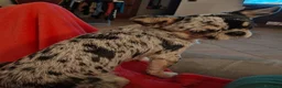 Chihuahua cani per accoppiamento: Chihuahua maschio  - Annuncio 2