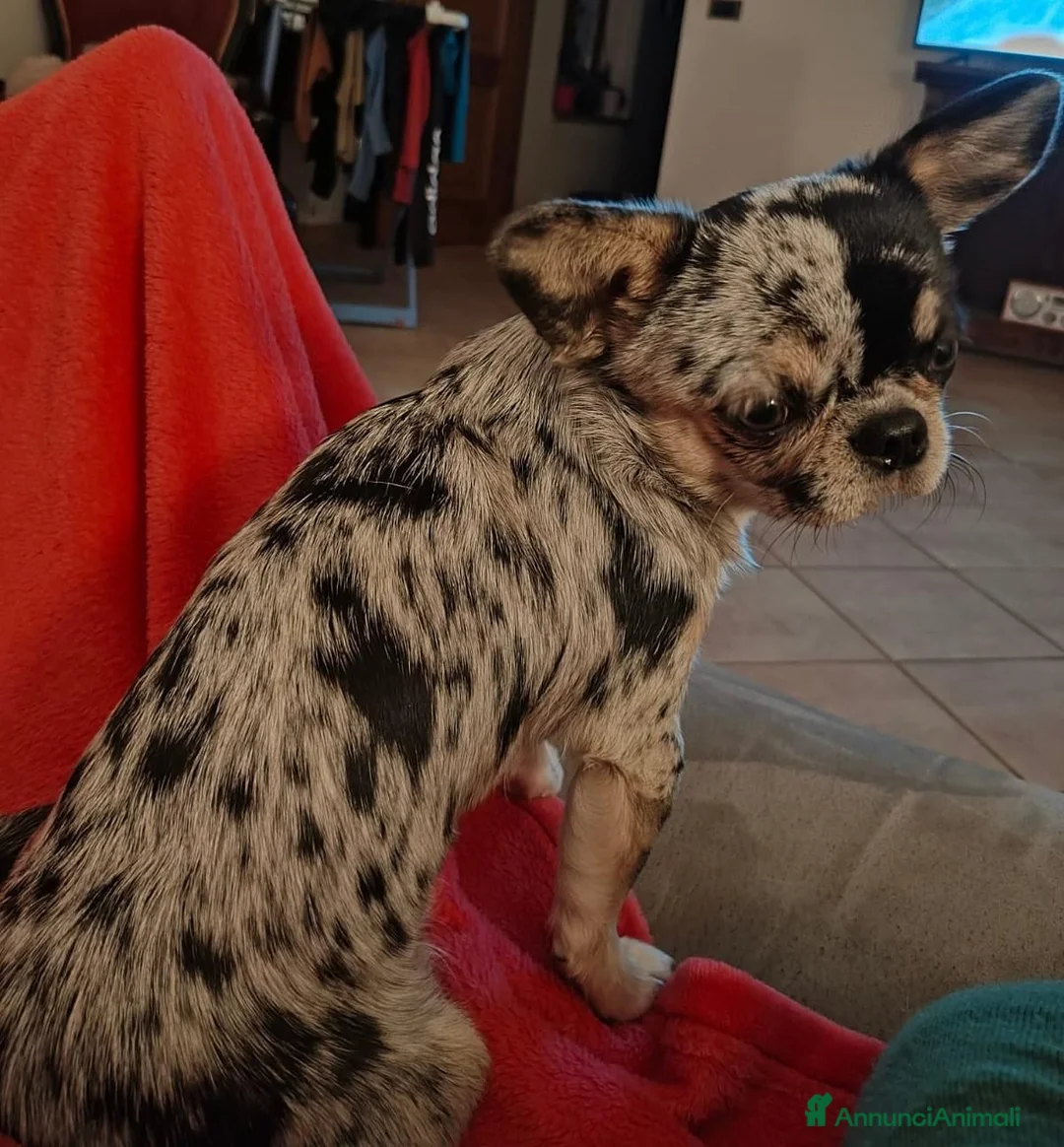 Chihuahua cani per accoppiamento: Chihuahua maschio  - Annuncio 2