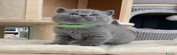 British gatti in vendita: British shorthair blu - Annuncio 16