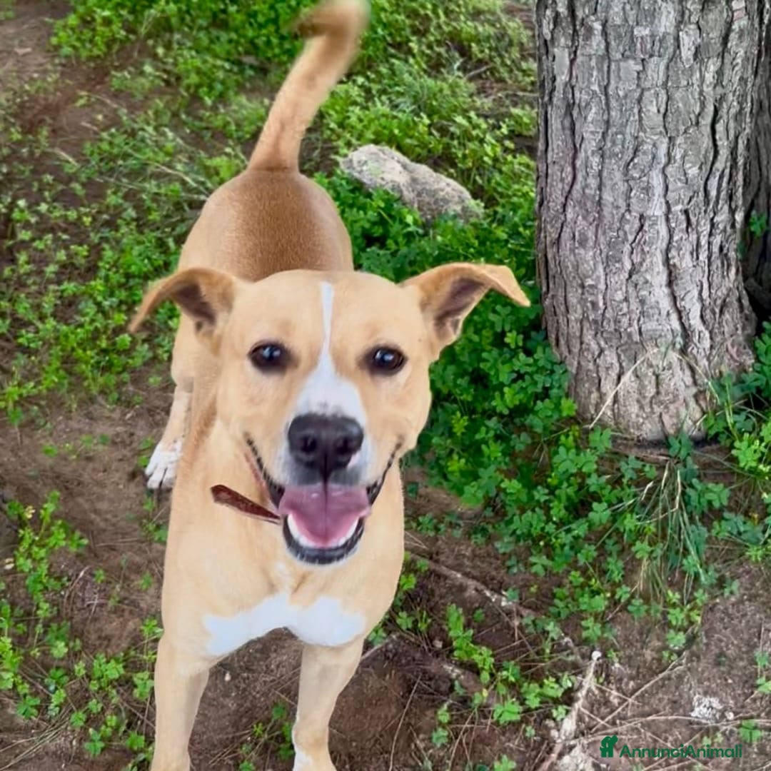 Meticcio cani in regalo: SPILLO 💙 - cagnolino dolce e peperino, cerca casa - Annuncio 4