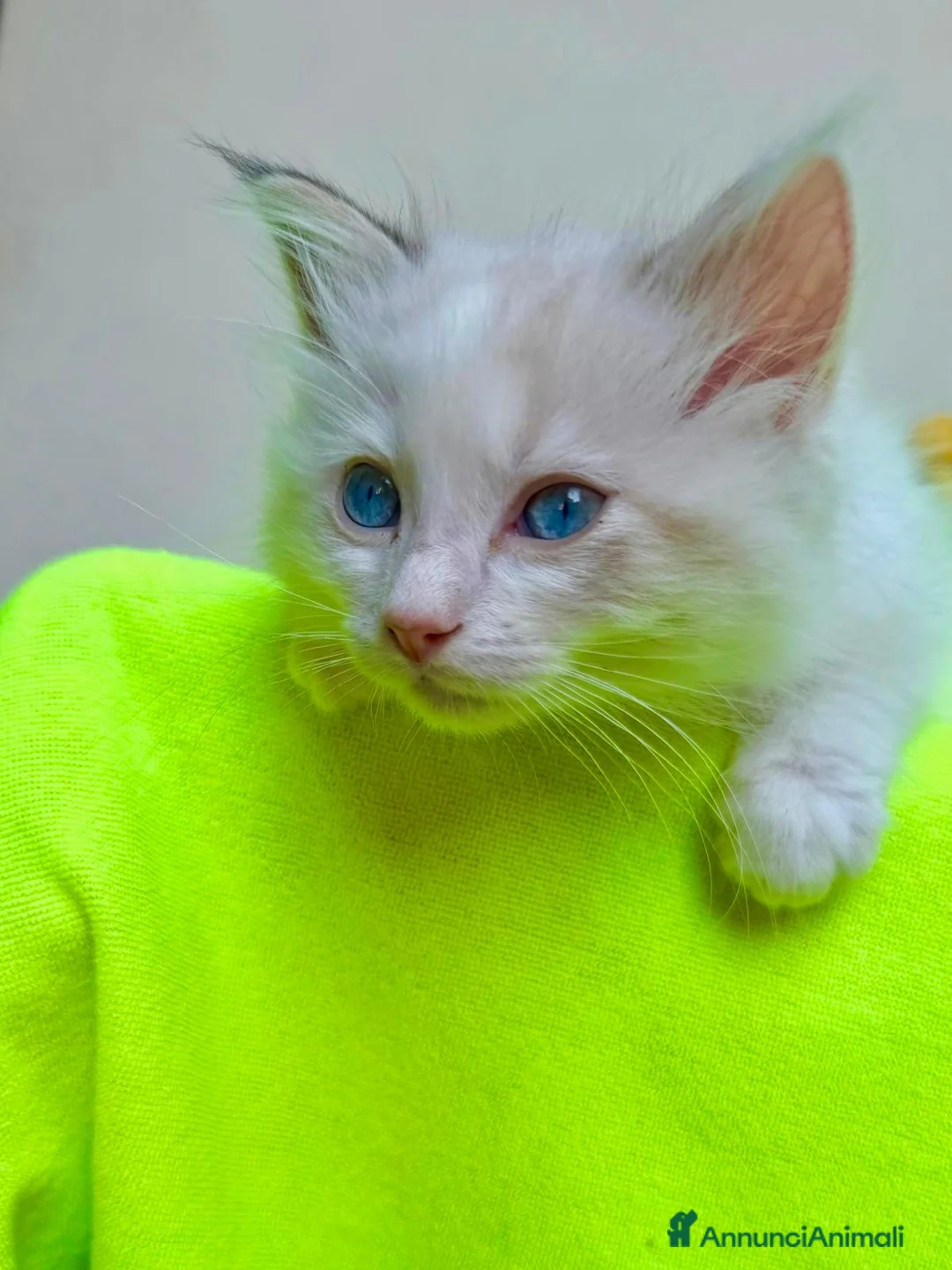 Ragdoll gatti in vendita: cucciolo ragdoll disponibile genitori con pedigree - Annuncio 2
