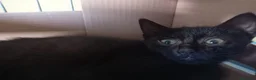 Europeo gatti in regalo: gattino 2 mesi cerca casa❤️❤️ - Annuncio 5