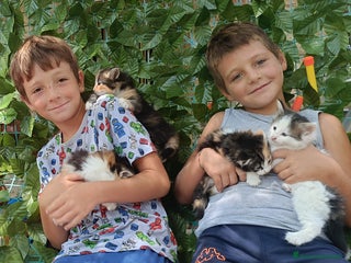 Norvegese gatti Gattini razza norvegese delle foreste - Annuncio 6