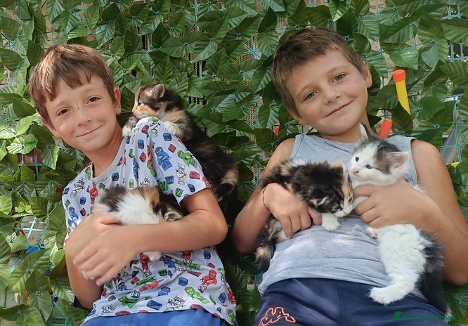 Norvegese gatti - Annuncio 2