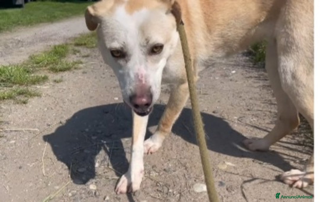 Meticcio cani in regalo: Airy femmina mix Labrador 3anni e 1/2 BRESCIA SOS - Annuncio 4