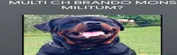 Rottweiler cani in vendita: Cuccioli rottweiler  - Annuncio 2