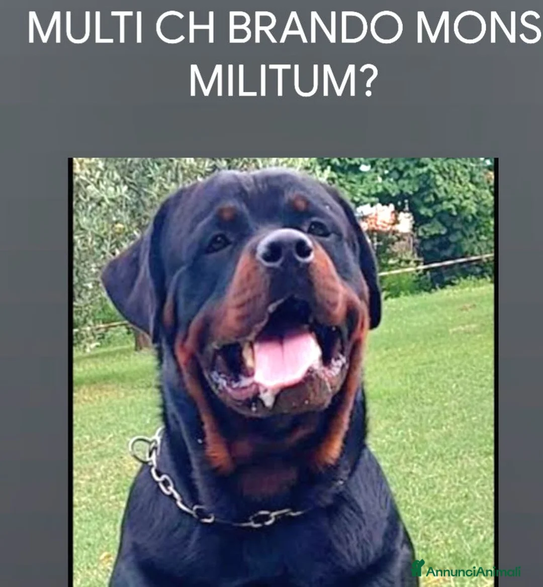 Rottweiler cani in vendita: Cuccioli rottweiler  - Annuncio 2