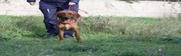 Meticcio cani in regalo: Giordan in adozione - Annuncio 3