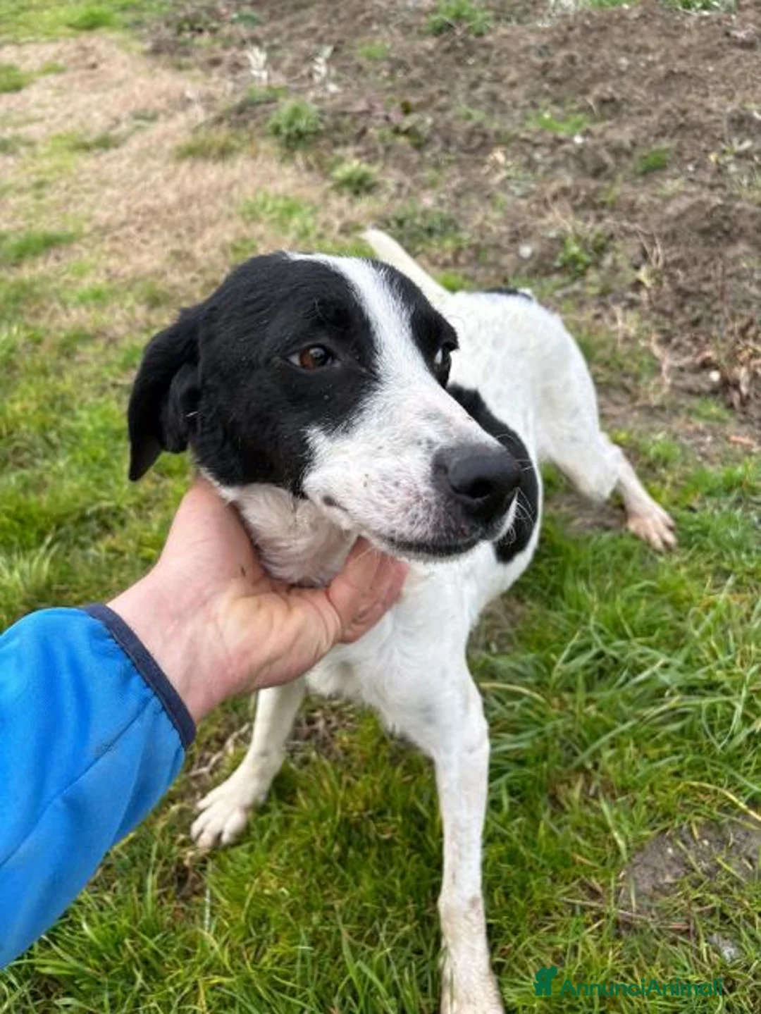Meticcio cani in regalo: BRINA gioviale ed affettuosa - Annuncio 1