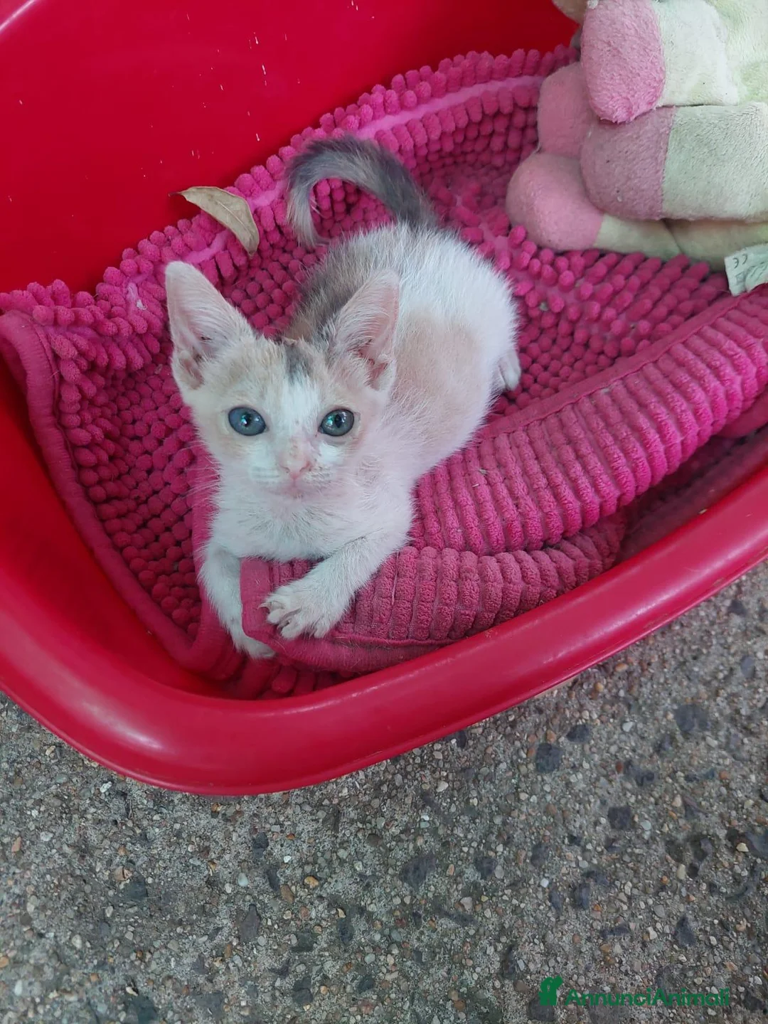 Europeo gatti in regalo: Stella, micina dolcissima , aspetta una famiglia - Annuncio 4