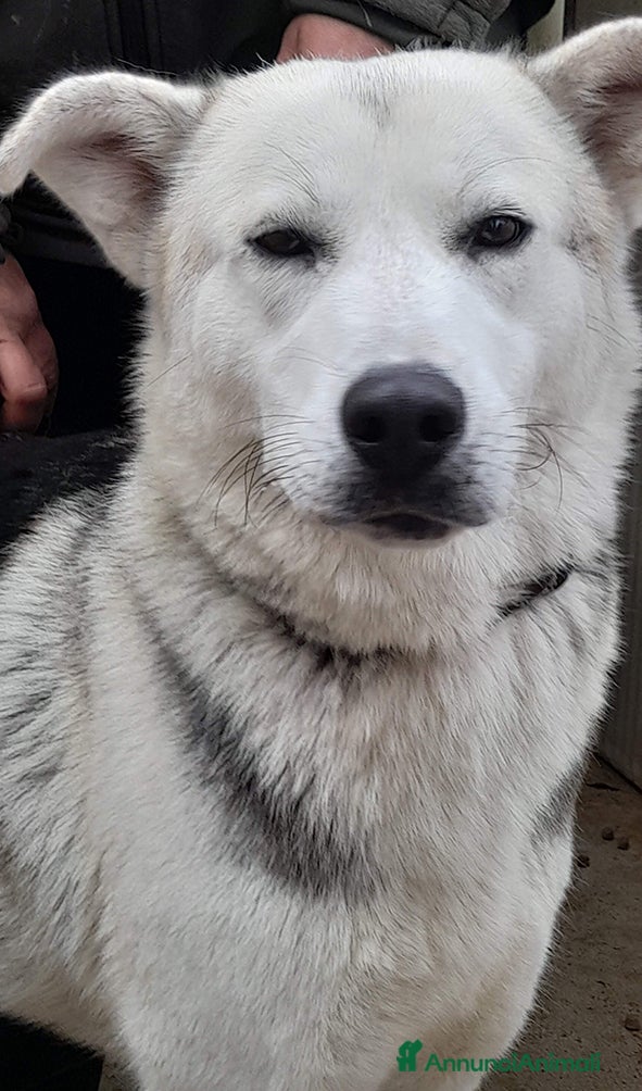 Husky cani Oscar incrocio pastore tedesco/husky in adozione - Annuncio 3