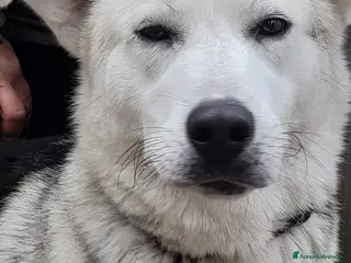 Husky cani Oscar incrocio pastore tedesco/husky in adozione - Annuncio 1