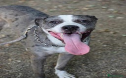 Meticcio cani in regalo: TALA, meravigliosa cagnolona tanto dolce! a Città Metropolitana di Firenze - Immagine 1