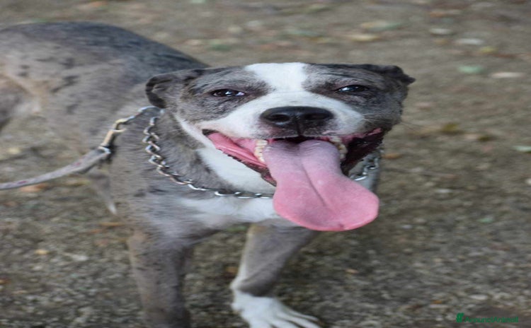 Meticcio cani a Città Metropolitana di Firenze - Annuncio 10