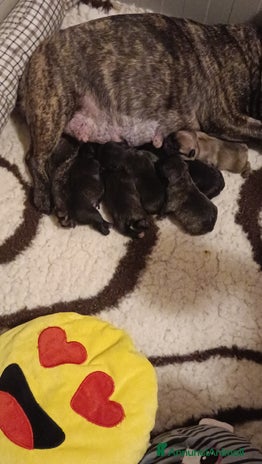 Bulldog Francese cani - Annuncio 11