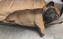 Bulldog Francese cani in vendita: Bulldog francese  a Provincia di Ascoli Piceno - Immagine 21