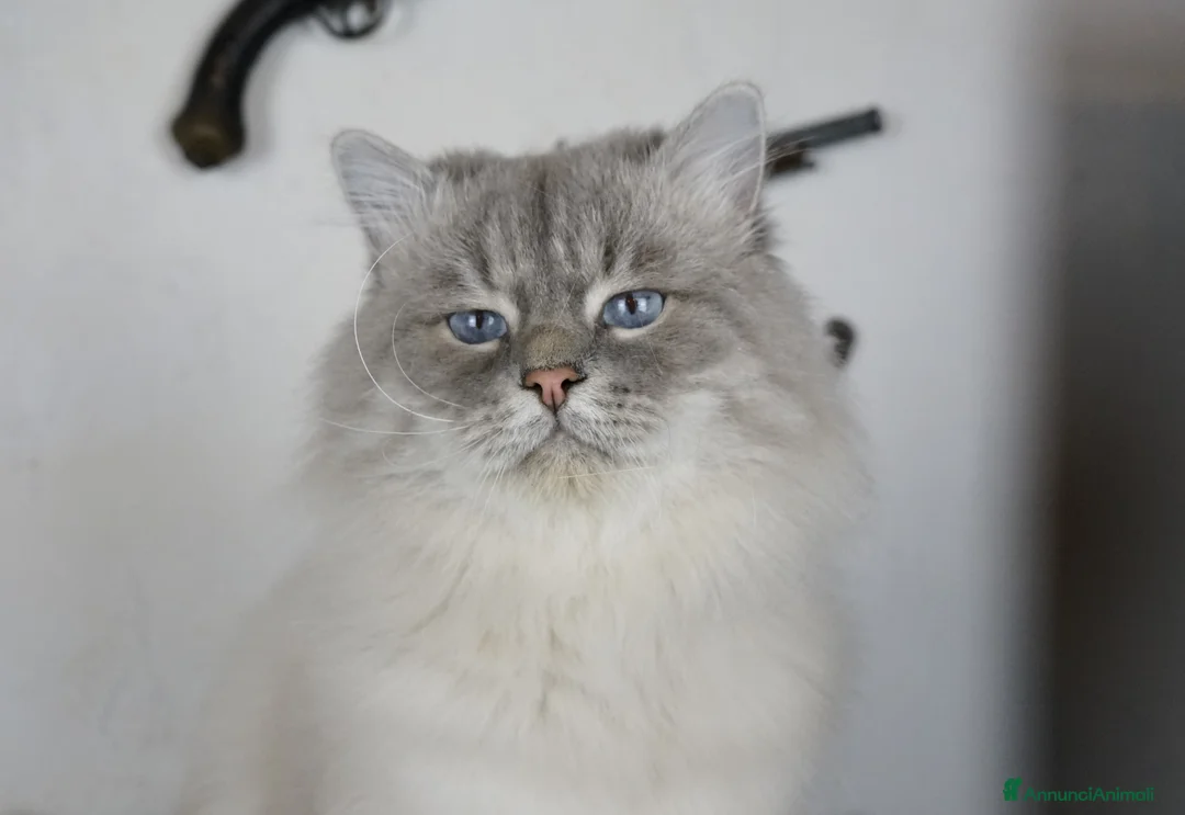 Immagine della galleria {{count}}