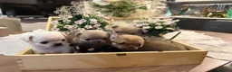 Chihuahua cani in vendita: cuccioli chihuahua - Annuncio 20