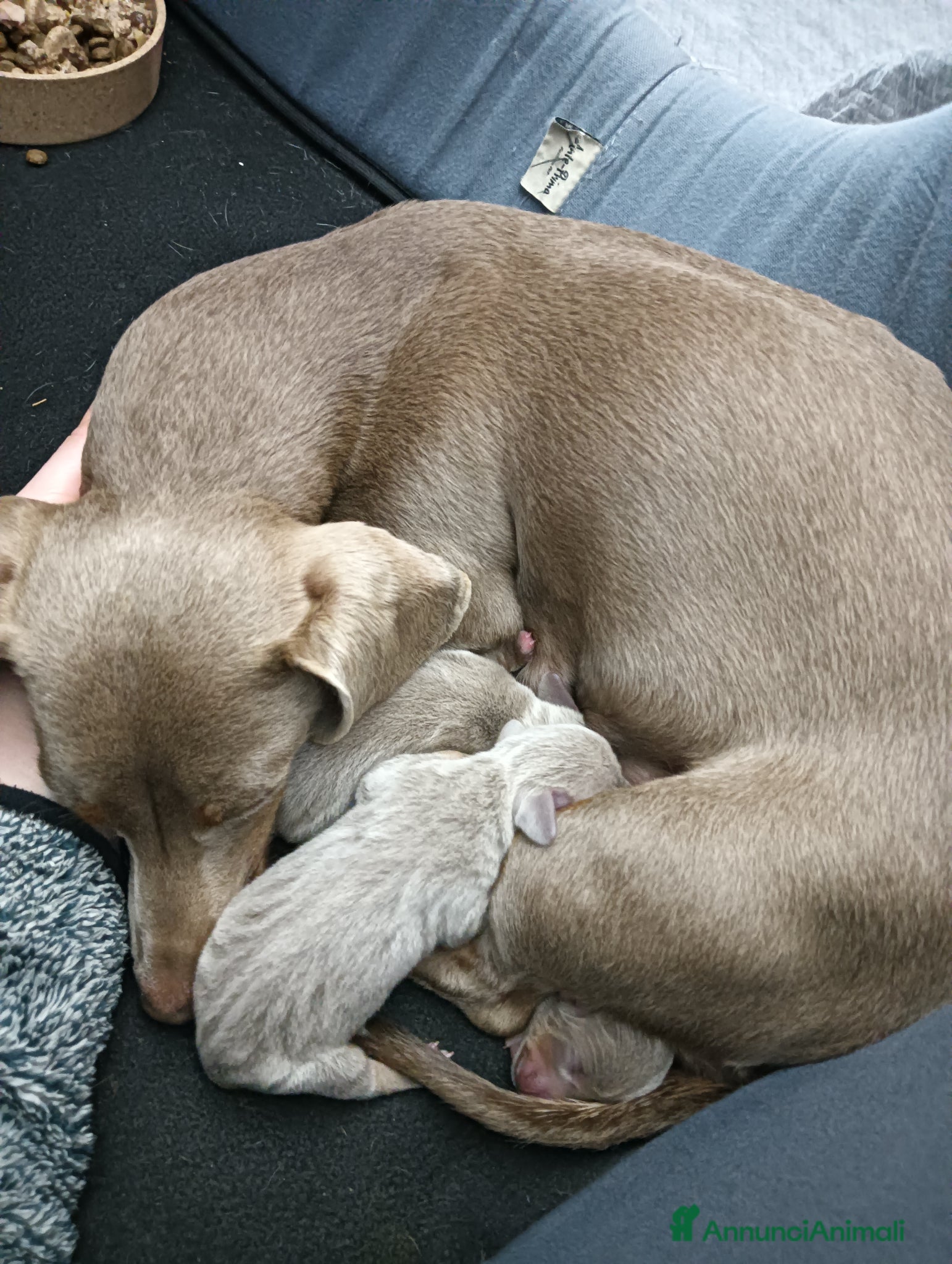 Bassotto cani Cucciolo bassotto isabella nano - Annuncio 3