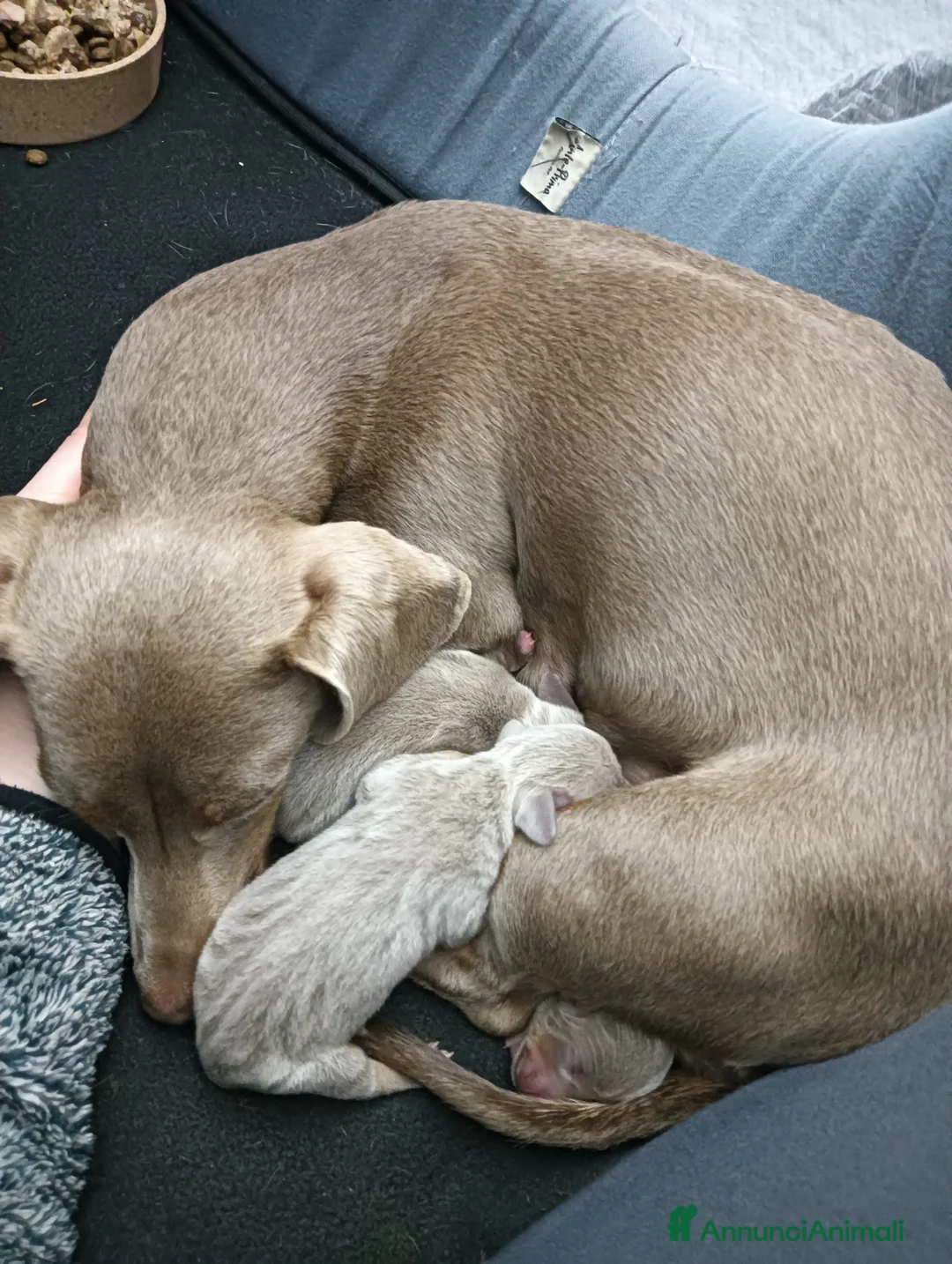 Bassotto cani in vendita: Cucciolo bassotto isabella nano - Annuncio 1