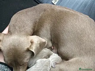 Bassotto cani Cucciolo bassotto isabella nano - Annuncio 3