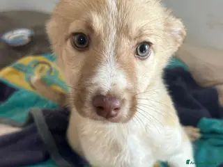 Meticcio cani SALVA LA VITA A UN CUCCIOLO - Annuncio 3