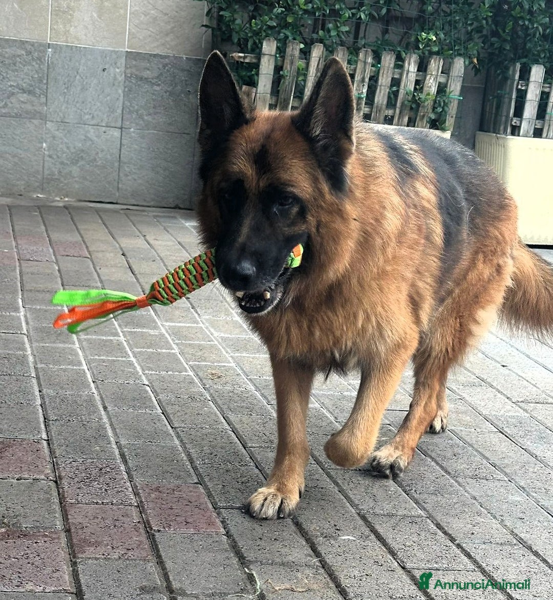 Pastore Tedesco cani in regalo: IBRA PASTORE TEDESCO - Annuncio 5