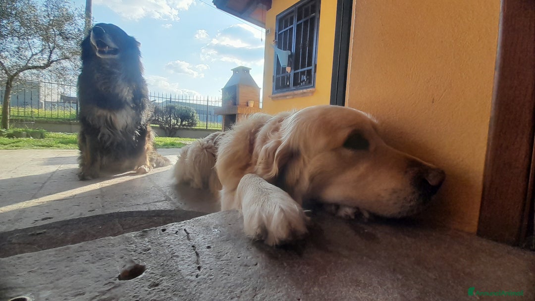 Golden Retriever cani per accoppiamento: Cerco cagnolina con la quale fare cuccioli  - Immagine 4
