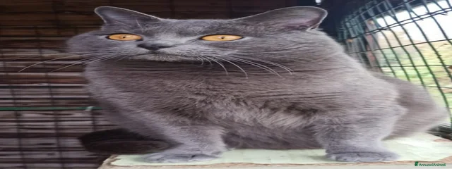 Icaro 