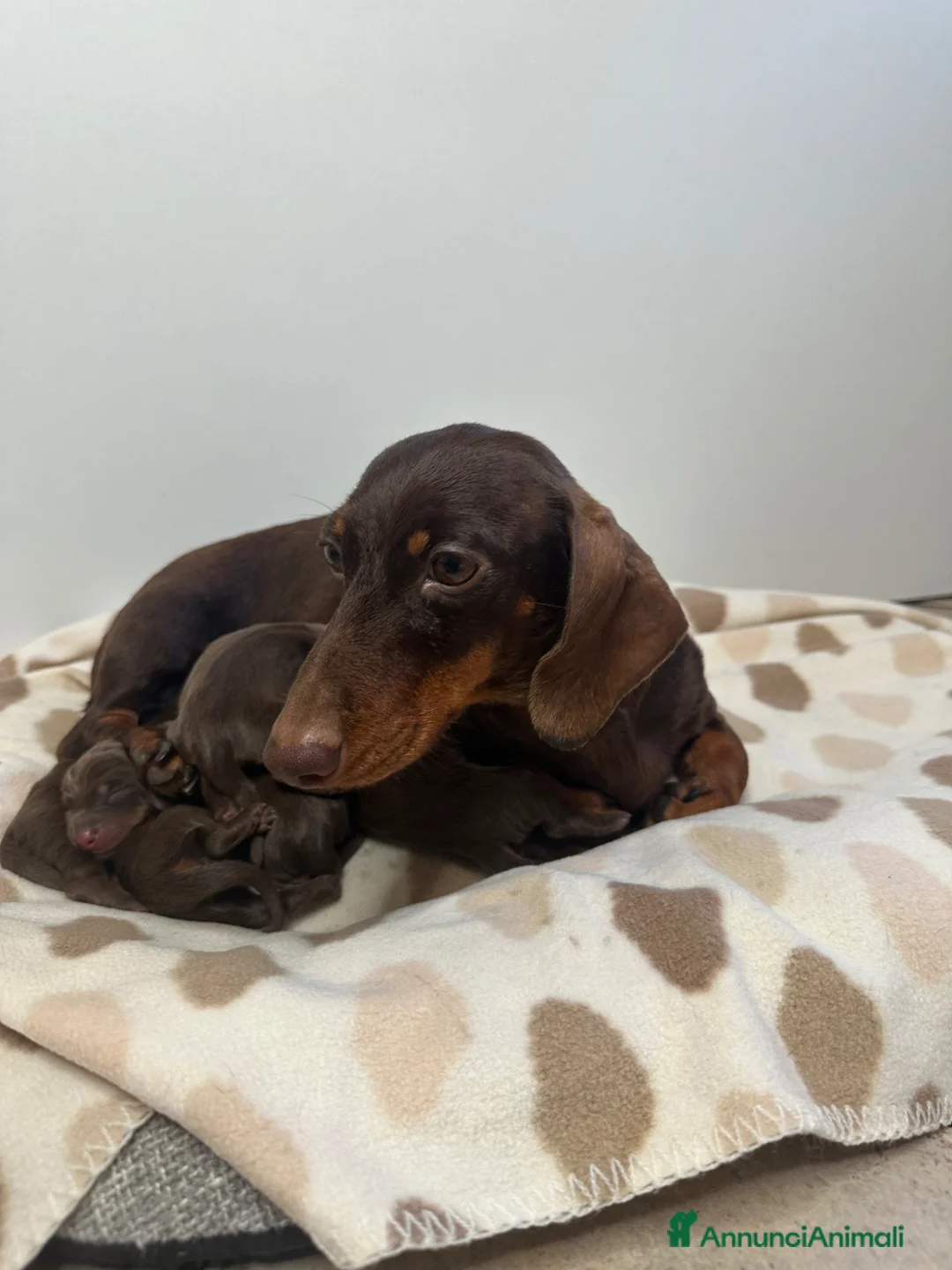 Bassotto cani in vendita: Cuccioli di Bassotto Enci  - Annuncio 4