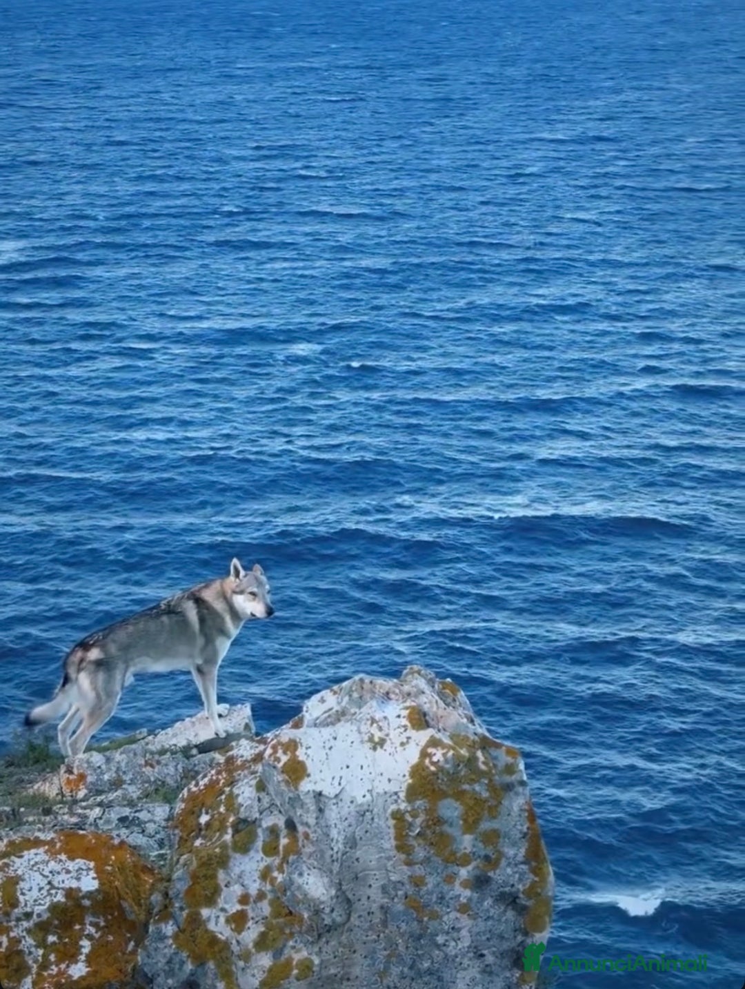 Lupo Cecoslovacco cani in regalo: Vero lupo cecoslovacco 3 anni - Annuncio 7