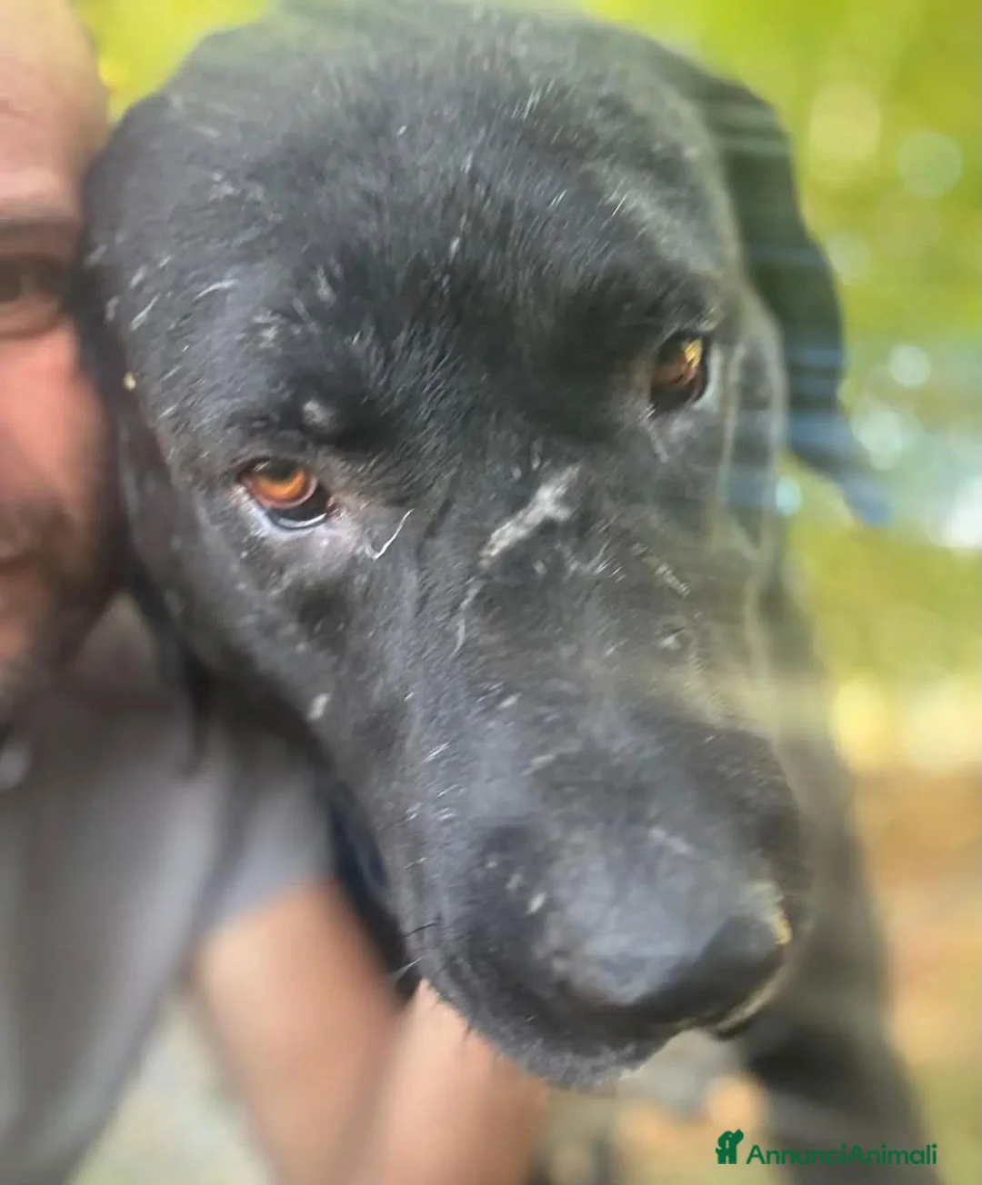 Pastore Asia Centrale cani in regalo: Murat pastore asia centrale cerca adozione - Annuncio 2