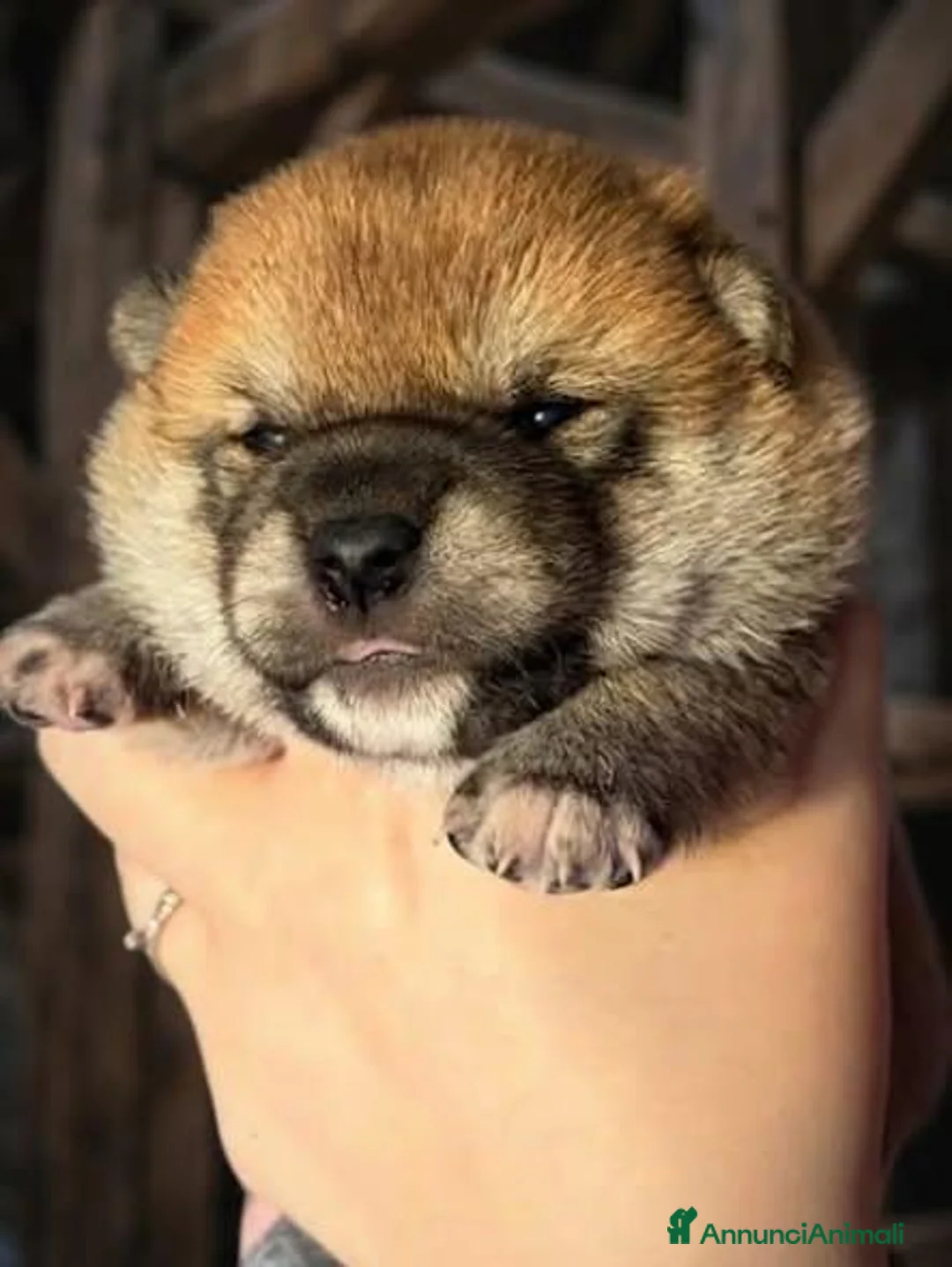 Shiba Inu cani in vendita: Cuccioli di shiba inu - 3 femminucce - - Annuncio 2