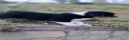 Australian Shepherd cani in vendita: Cuccioli black tricolore  - Annuncio 8