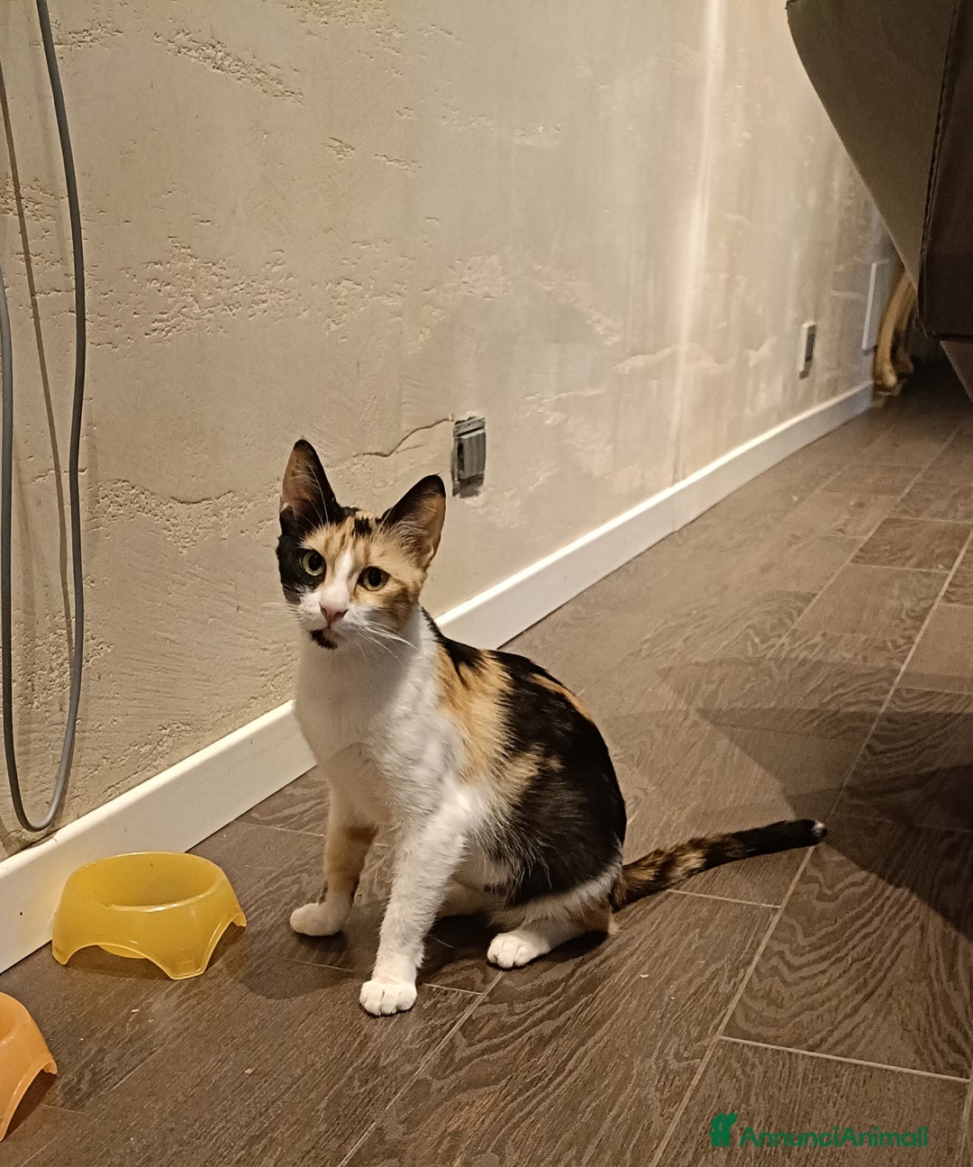 Europeo gatti in regalo: Trilly  - Annuncio 3