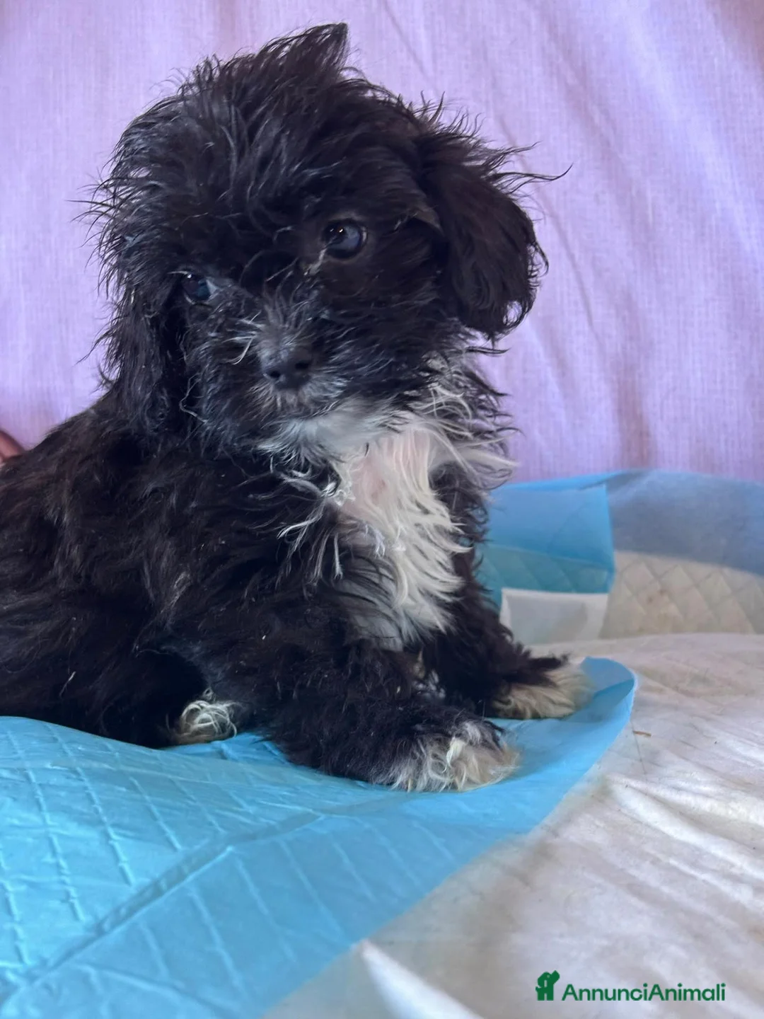 Shihpoo cani in vendita: Cuccioli di shih-poo - Annuncio 1