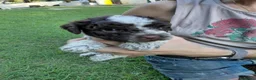 Lagotto cani in vendita: Cuccioli lagotto romagnolo - Annuncio 12