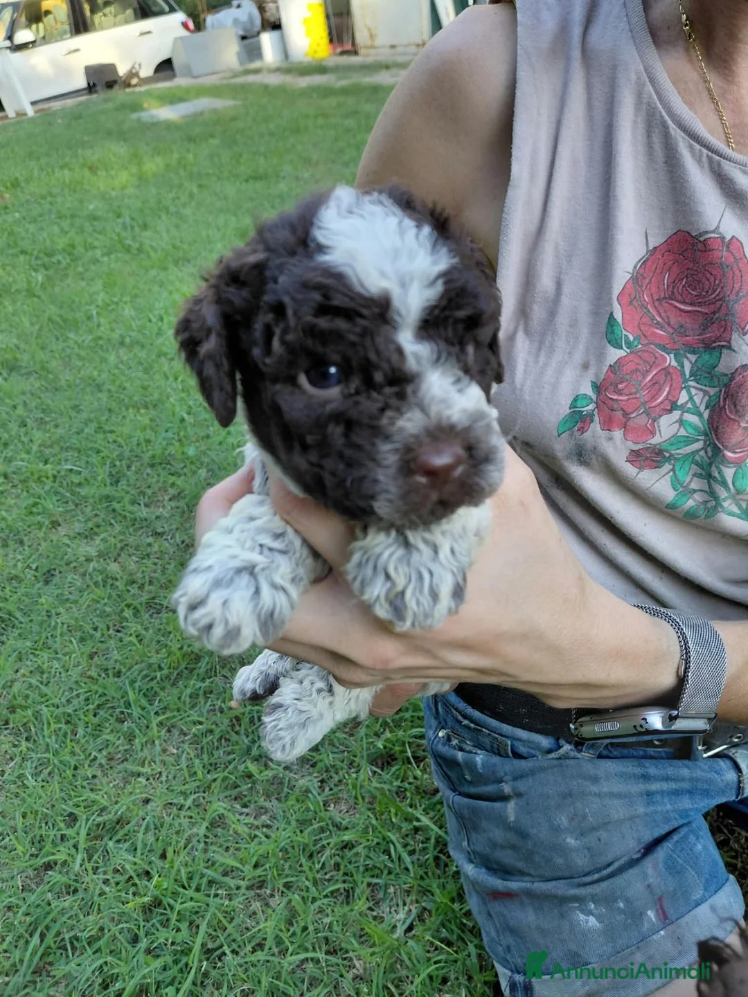 Lagotto cani in vendita: Cuccioli lagotto romagnolo - Annuncio 12