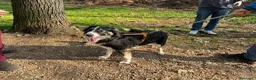 Border Collie cani in regalo: Splendida Border Collie - MILA - Annuncio 13