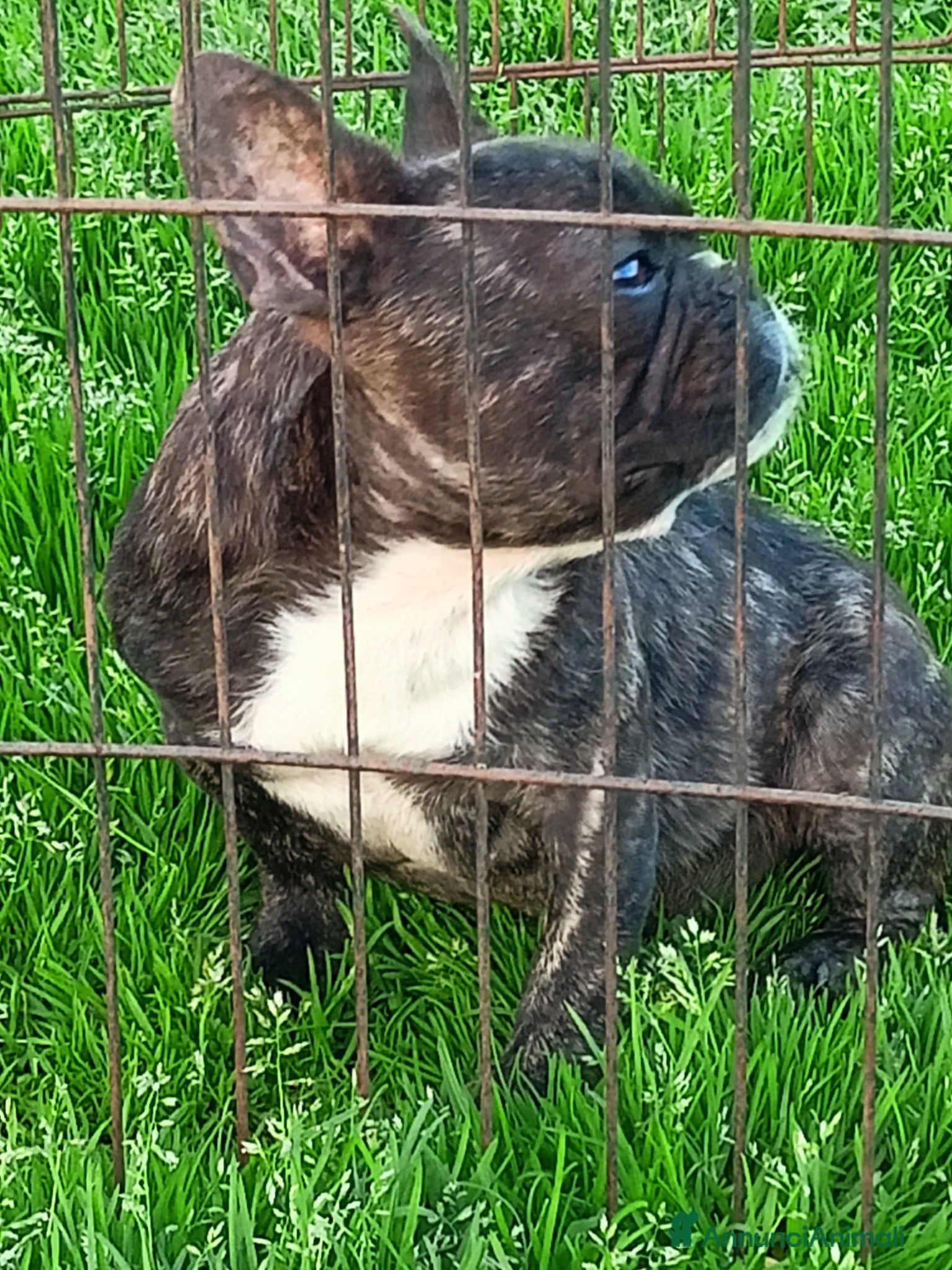 Bulldog Francese cani Bulldog francese bellissimo  - Annuncio 4