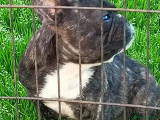 Bulldog Francese cani Bulldog francese bellissimo - Annuncio 4