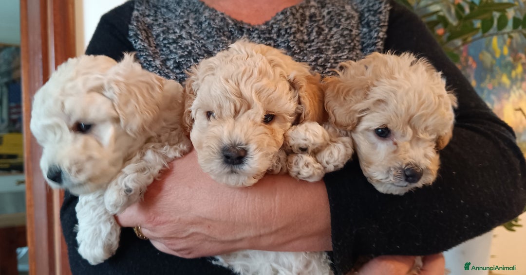 Barbone cani in vendita: Cucciola di barbone - Annuncio 4