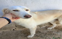 Meticcio gatti in regalo: SABINA - Immagine 1