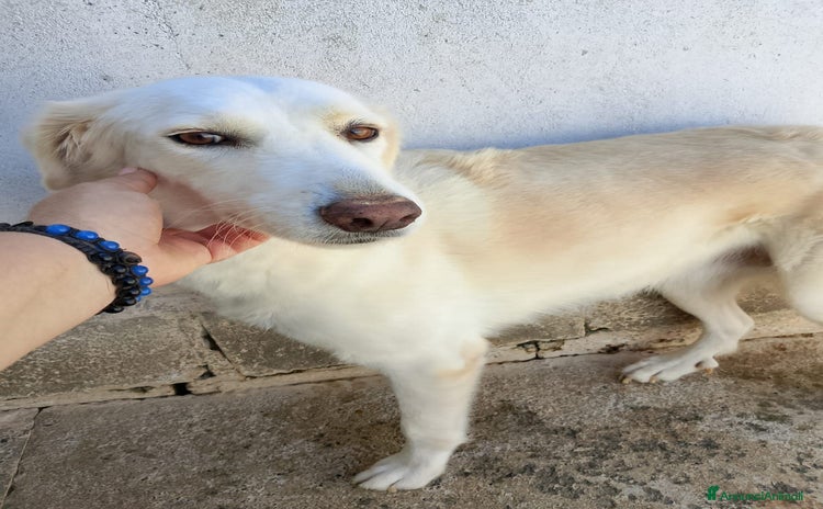 Meticcio gatti - Annuncio 2