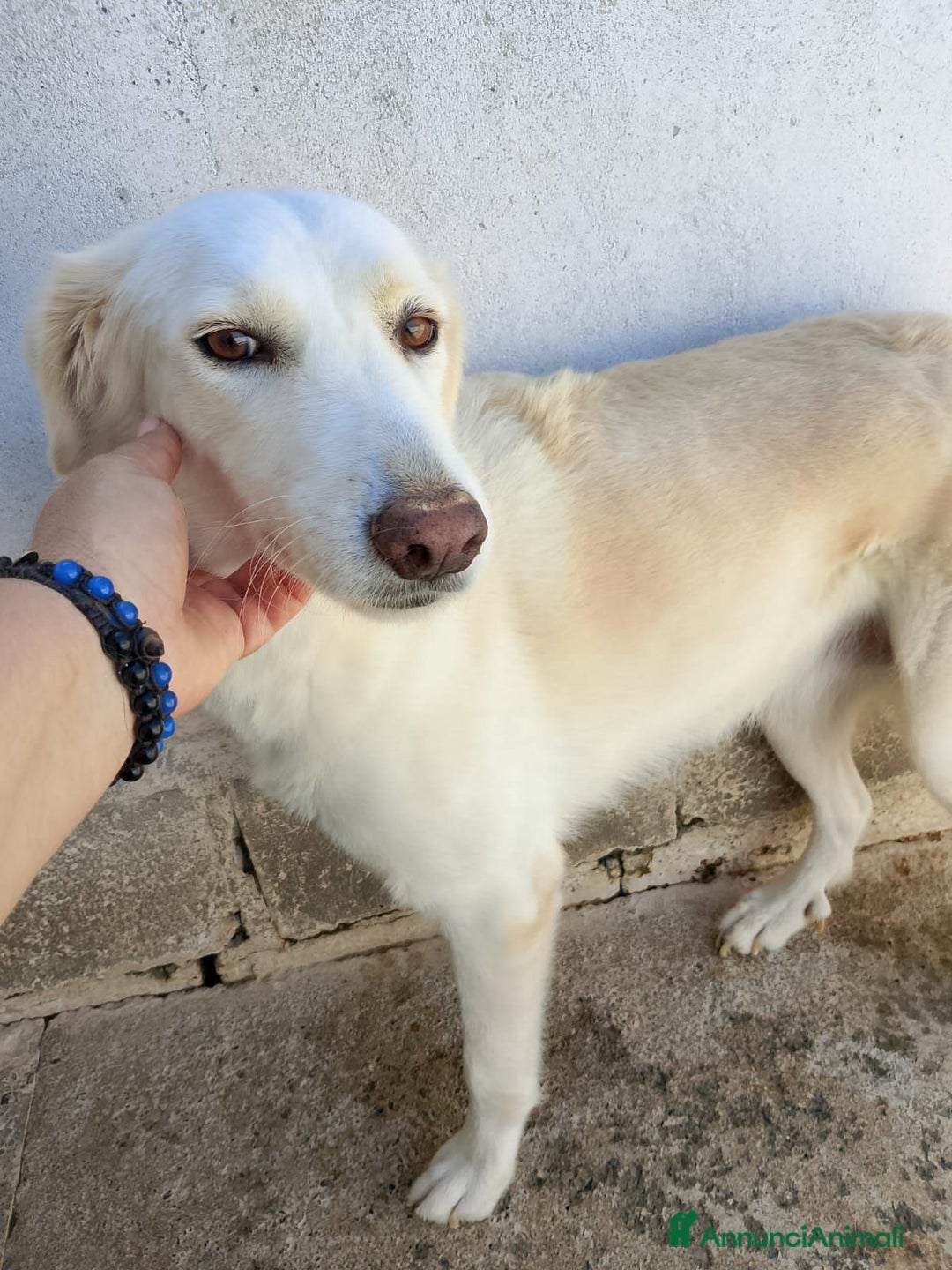 Meticcio gatti in regalo: SABINA - Immagine 1