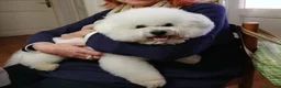 Bichon cani per accoppiamento: BICHON A POIL FRISE' - Annuncio 4