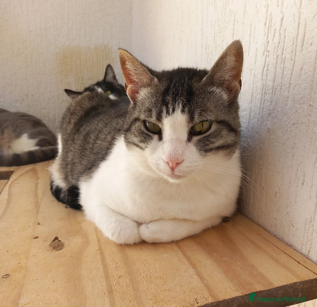 Europeo gatti in regalo: SISSI, dolce micia in adozione! - Annuncio 2